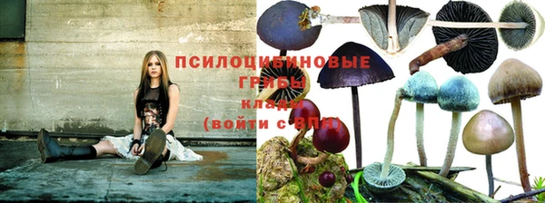 индика Алзамай